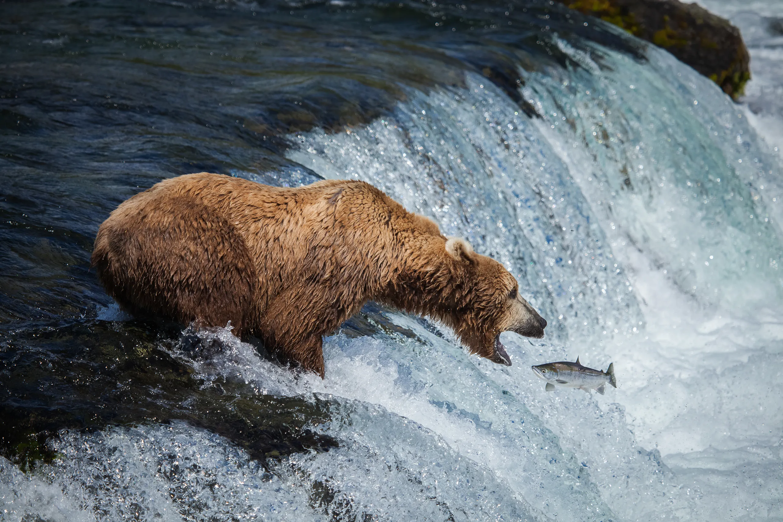 Bear waterfall