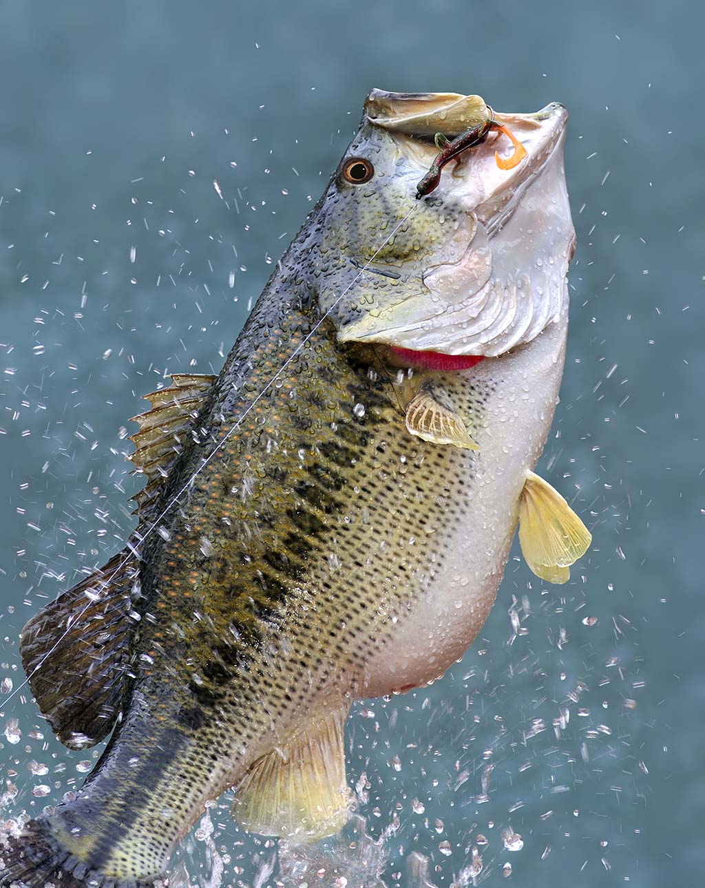 Largemouth